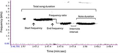 Comparing detection accuracy of mountain chickadee (Poecile gambeli) song by two deep-learning algorithms